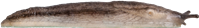 Arion silvaticus
VITSIDIG SKOGSSNIGEL
4.5 × 32.1 mm